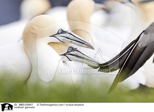 northern gannets / MBS-09947