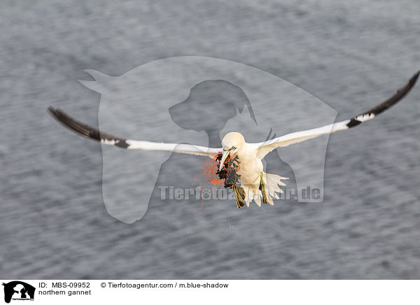 northern gannet / MBS-09952