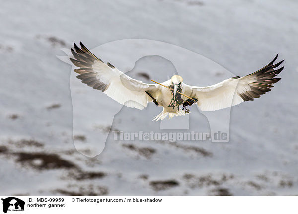 northern gannet / MBS-09959