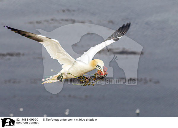 northern gannet / MBS-09960