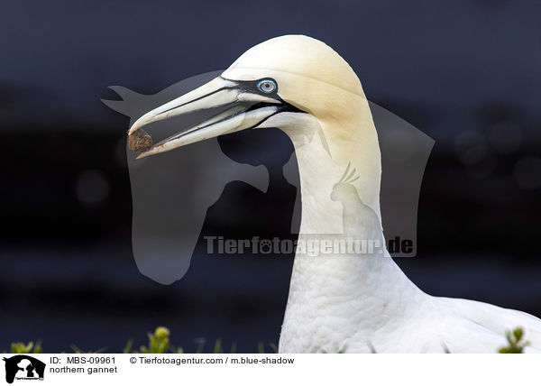 northern gannet / MBS-09961