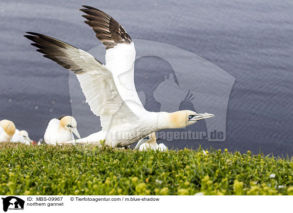northern gannet / MBS-09967