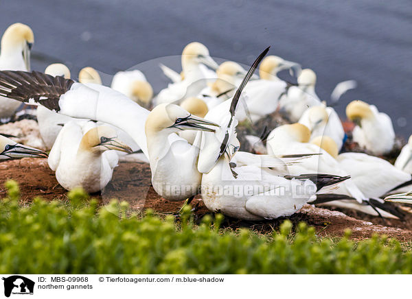northern gannets / MBS-09968