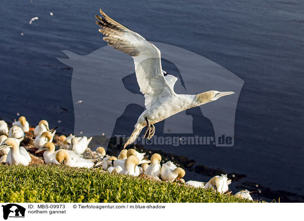 northern gannet / MBS-09973