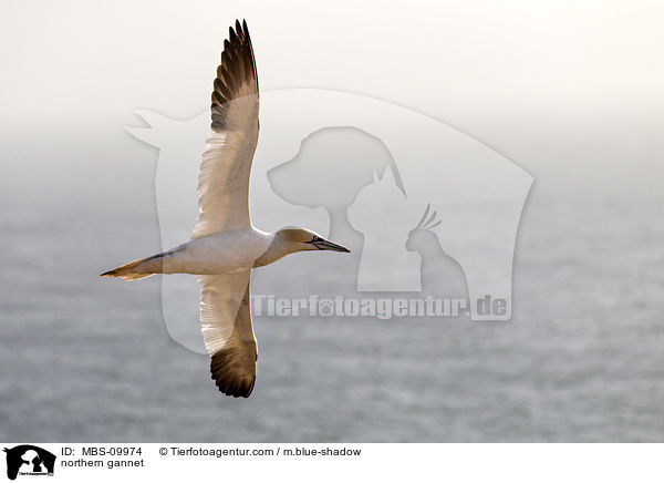 northern gannet / MBS-09974