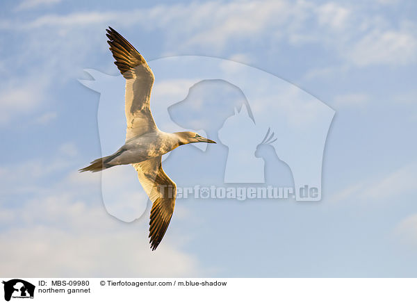 northern gannet / MBS-09980