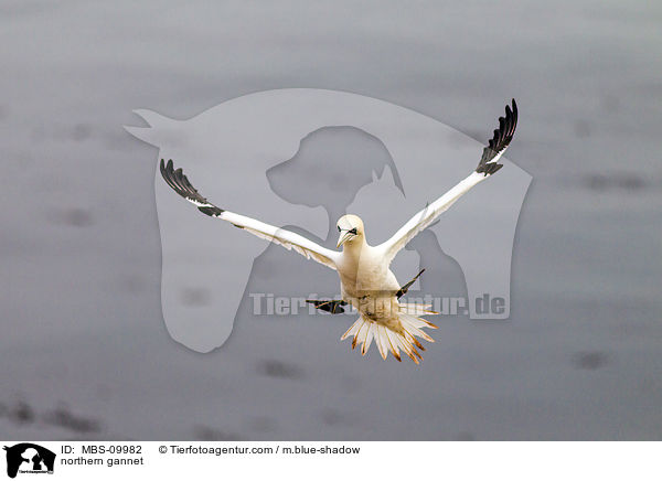northern gannet / MBS-09982