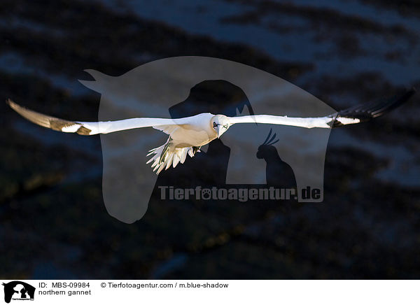 northern gannet / MBS-09984