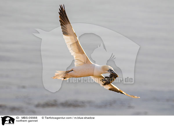 Batlpel / northern gannet / MBS-09988