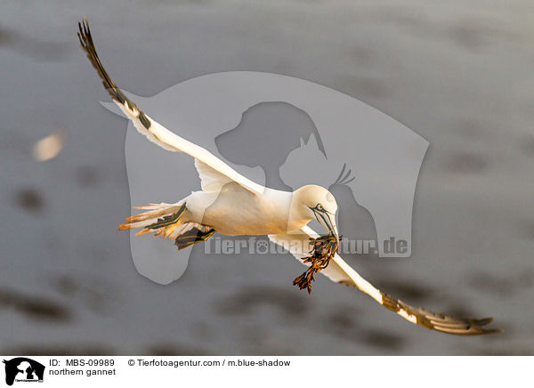 Batlpel / northern gannet / MBS-09989