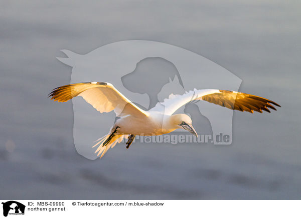 northern gannet / MBS-09990