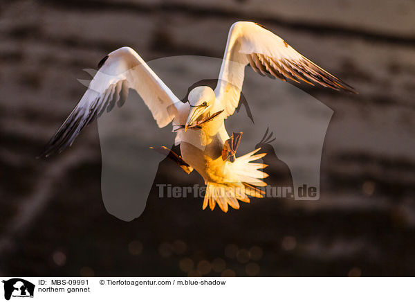 northern gannet / MBS-09991