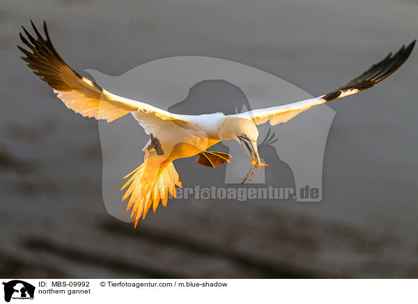 northern gannet / MBS-09992
