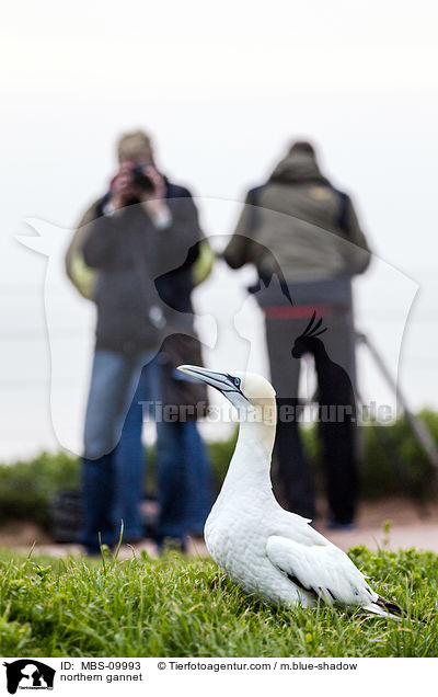 Batlpel / northern gannet / MBS-09993