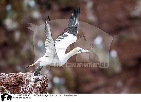 northern gannet / MBS-09996