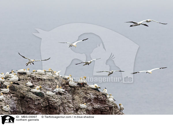 northern gannets / MBS-09997