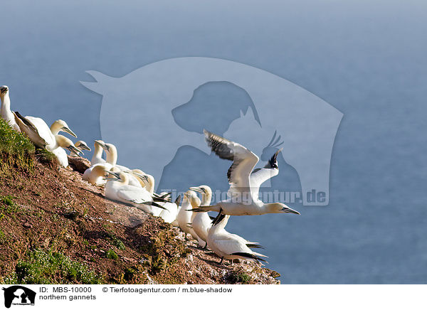 northern gannets / MBS-10000