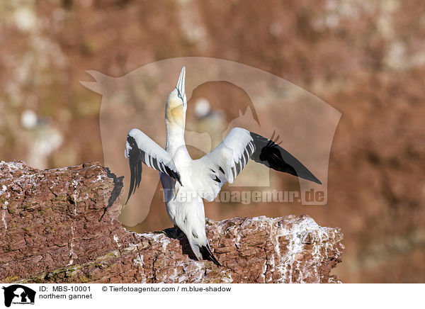 northern gannet / MBS-10001