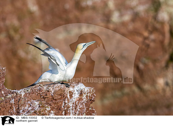 northern gannet / MBS-10002