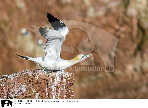 northern gannet / MBS-10003
