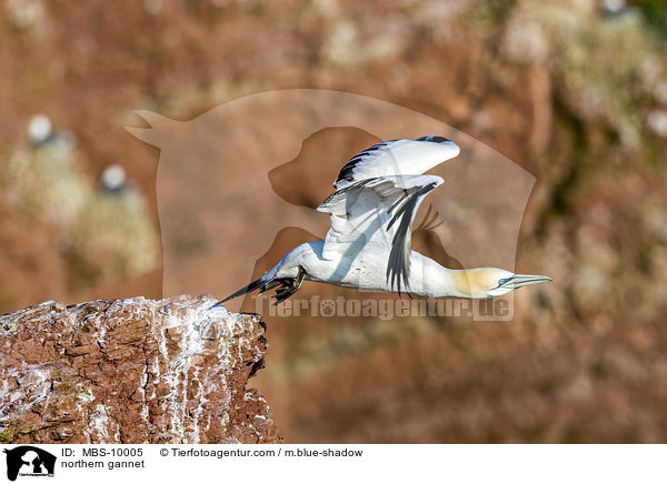 northern gannet / MBS-10005