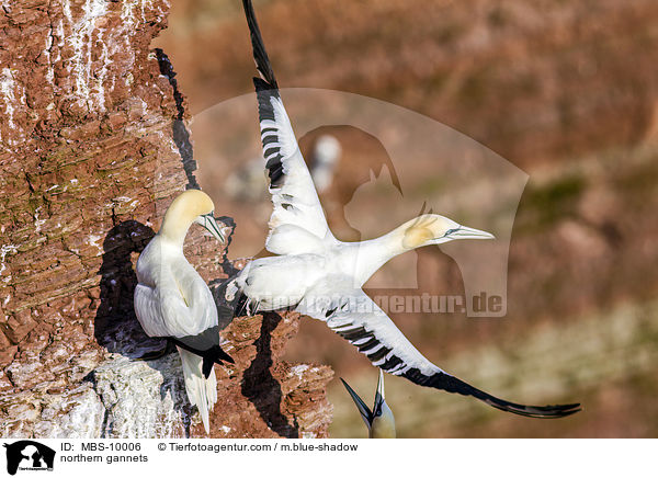 northern gannets / MBS-10006