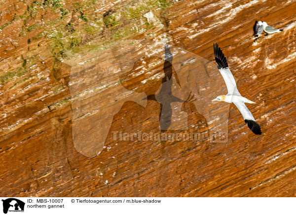 northern gannet / MBS-10007