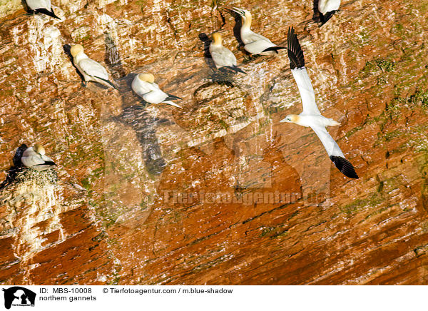 northern gannets / MBS-10008
