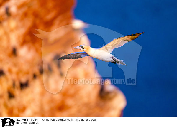 northern gannet / MBS-10014