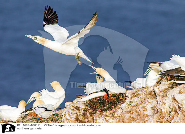 northern gannets / MBS-10017