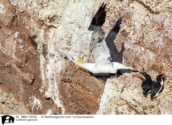 northern gannet / MBS-10020