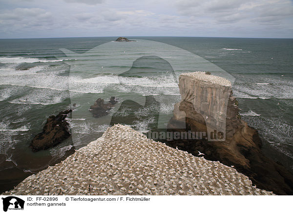 northern gannets / FF-02896