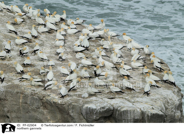 northern gannets / FF-02904