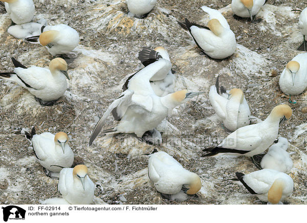 Batlpel / northern gannets / FF-02914