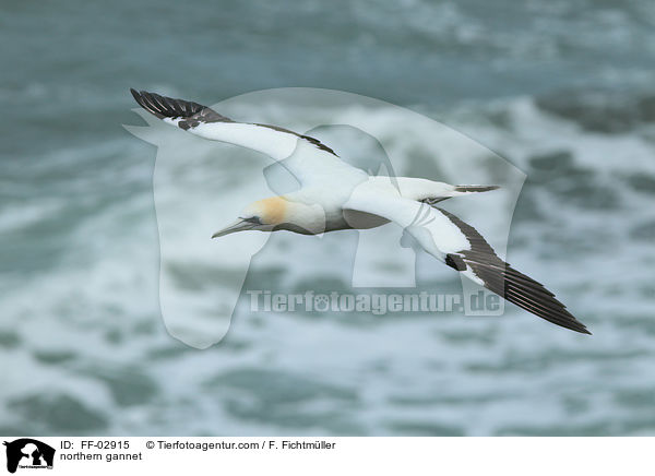 northern gannet / FF-02915