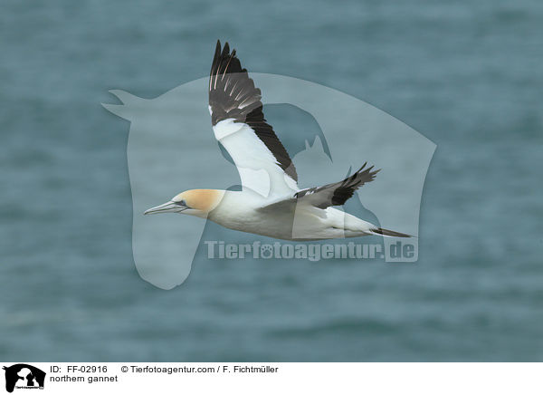 northern gannet / FF-02916