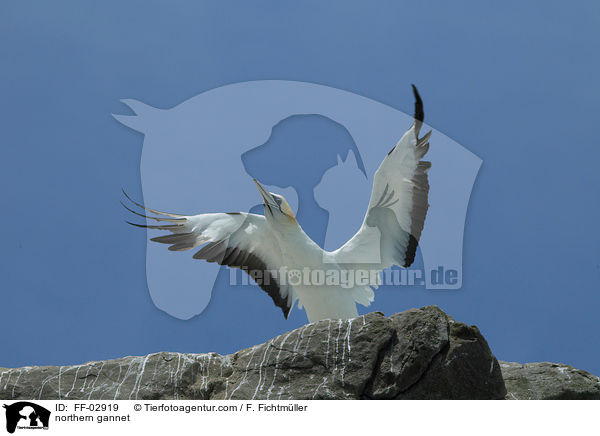 northern gannet / FF-02919