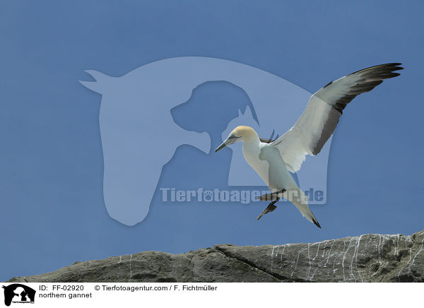 northern gannet / FF-02920