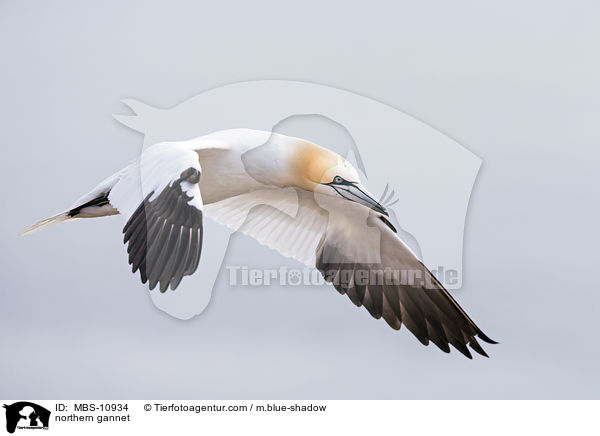 northern gannet / MBS-10934
