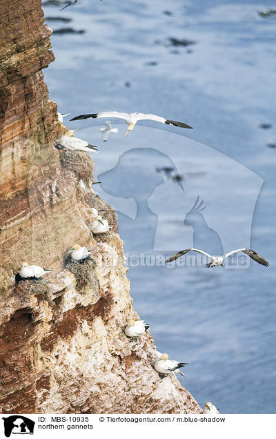 northern gannets / MBS-10935