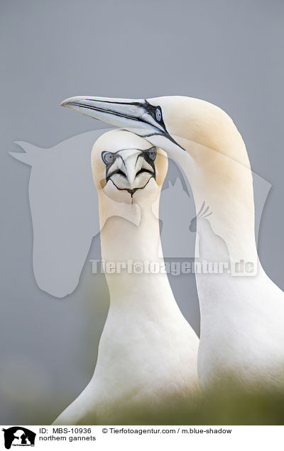 northern gannets / MBS-10936