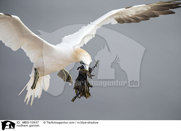 northern gannet / MBS-10937