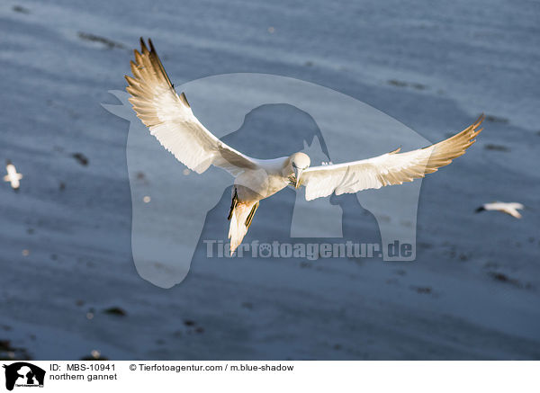 northern gannet / MBS-10941