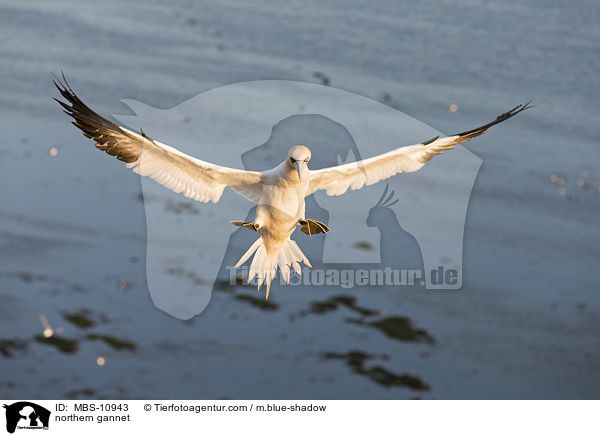 northern gannet / MBS-10943