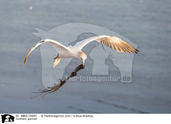 northern gannet / MBS-10945