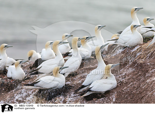 northern gannets / MBS-10949