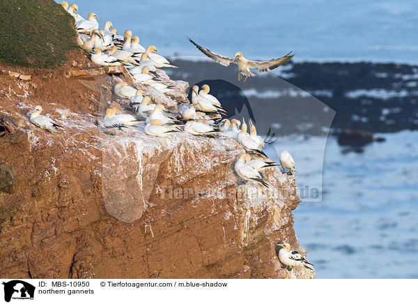 northern gannets / MBS-10950