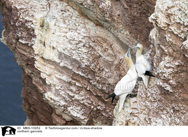 northern gannets / MBS-10952