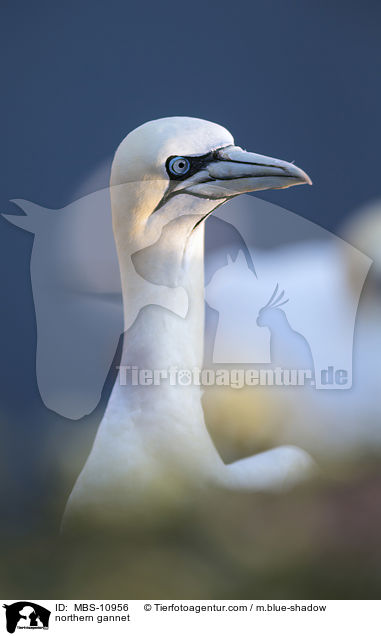 northern gannet / MBS-10956