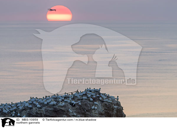 northern gannets / MBS-10959